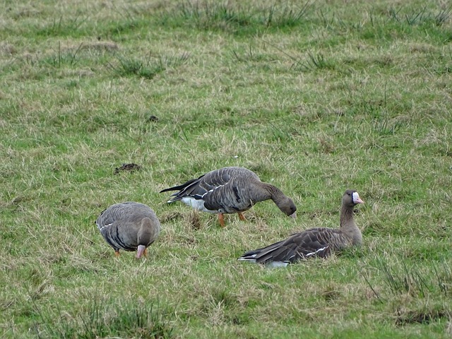 葵花籽榨油设备